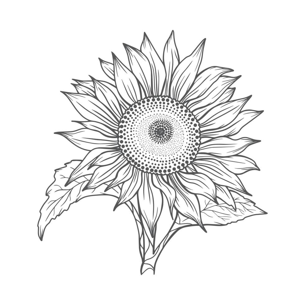 sunflower line art, sunflower line drawing, floral line drawing, sunflower outline vector