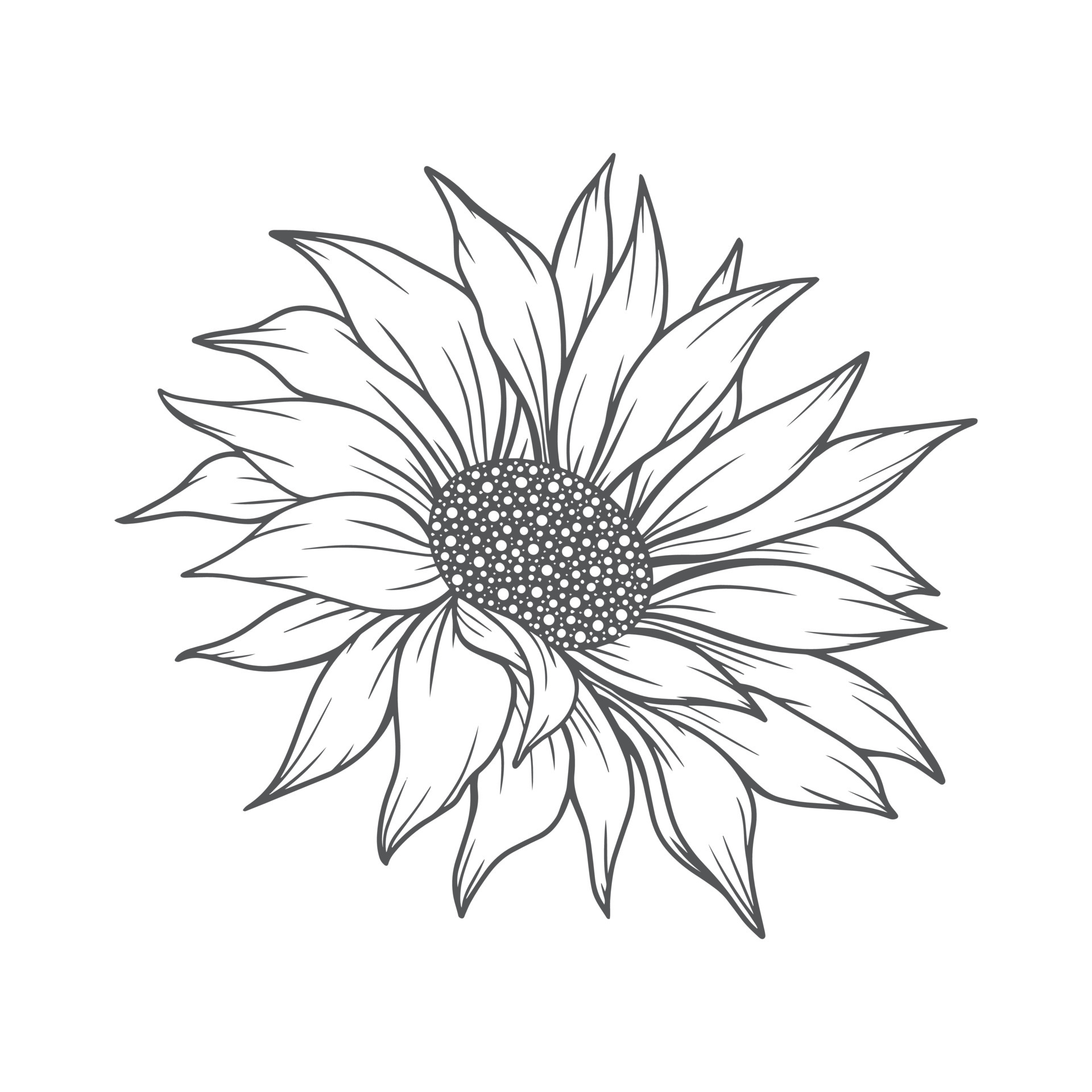 Sunflower border half flowers drawing and outline Vector Image