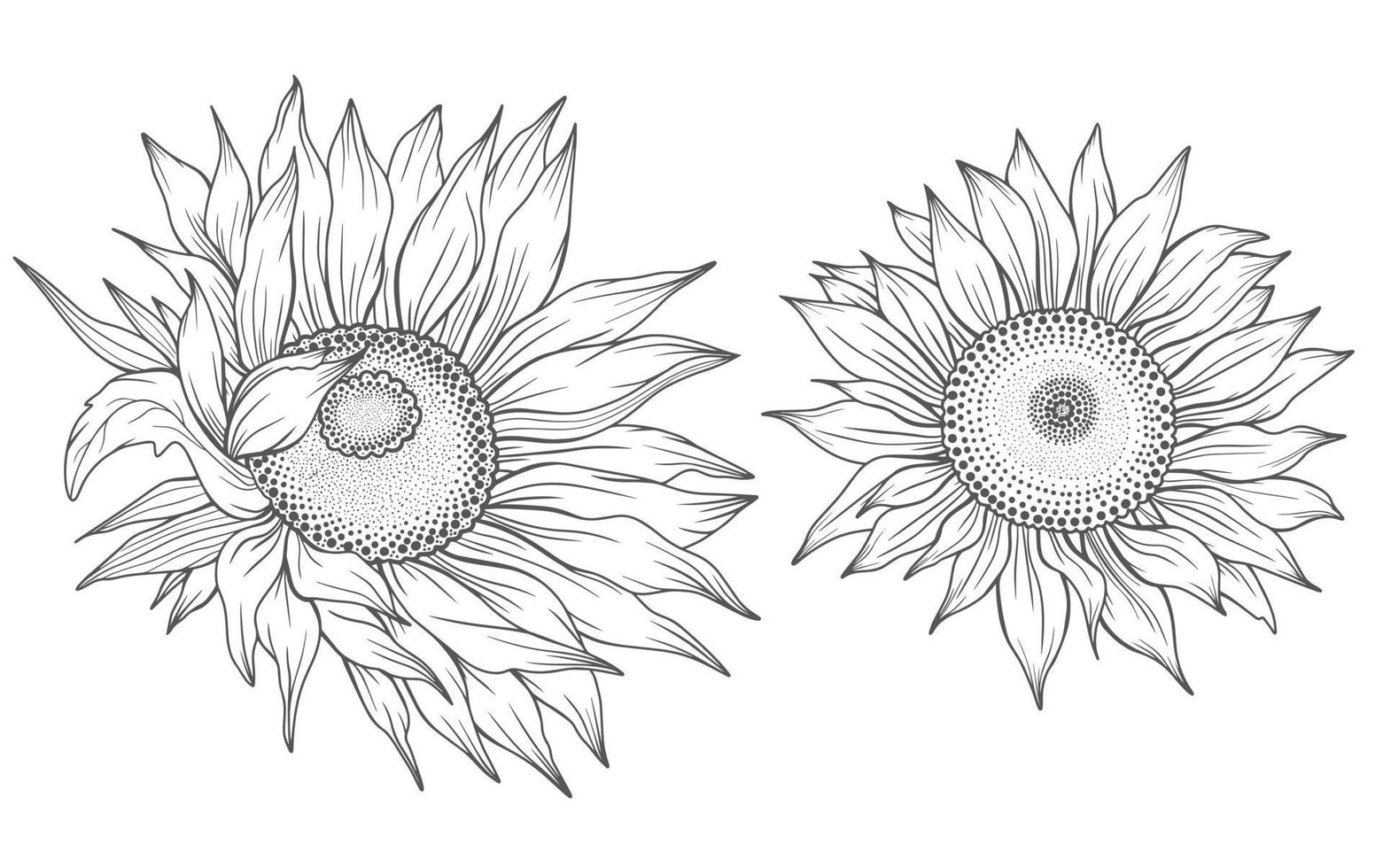 arte de línea de girasol, dibujo de línea de girasol, dibujo de línea floral, contorno de girasol vector