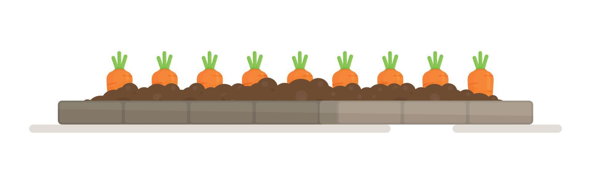 A bed of carrots for the vegetable garden. vector