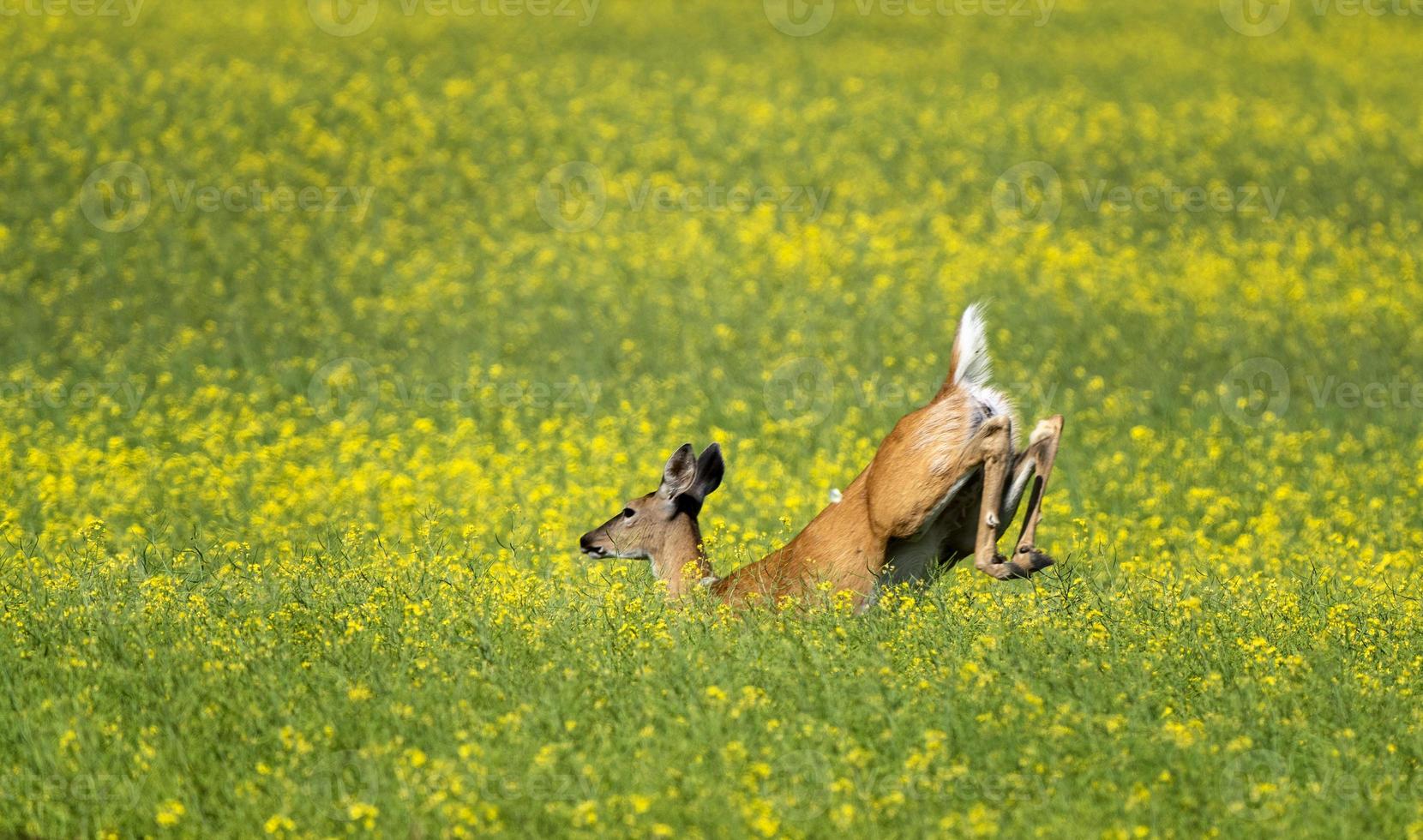 Deer Jumping in field photo