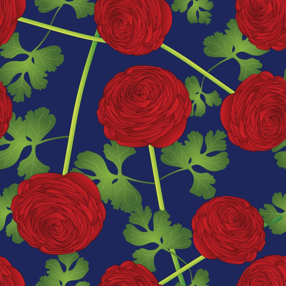 Red Ranunculus Flower on Blue Background vector