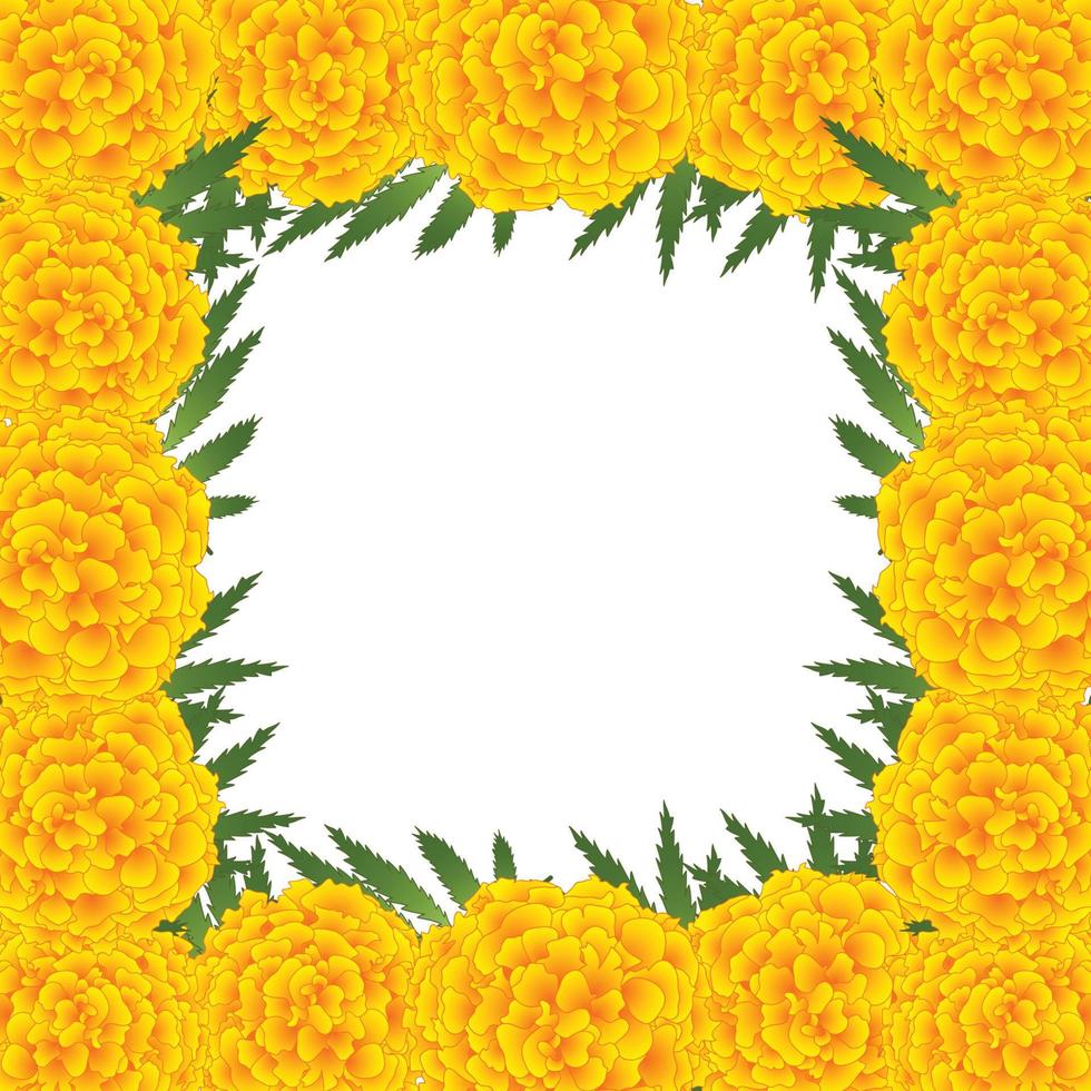 Marigold Flower - Tagetes Border2 vector