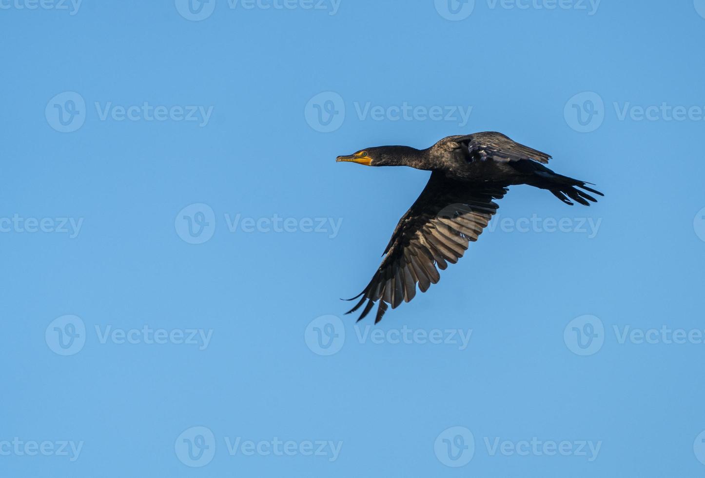 cormorán en vuelo foto