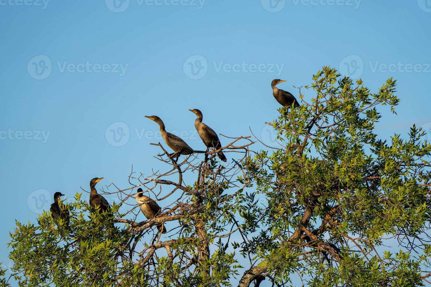 Cormorants in Tree photo