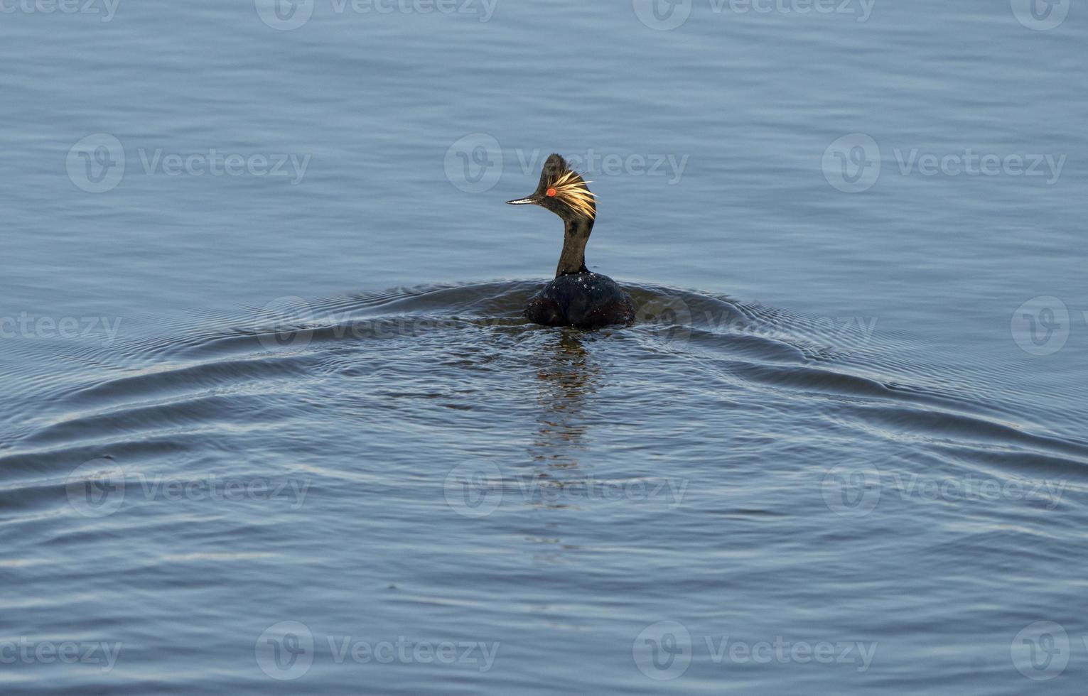 Eared Grebe Canada photo