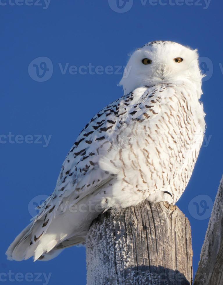 Snowy Owl in Winter photo