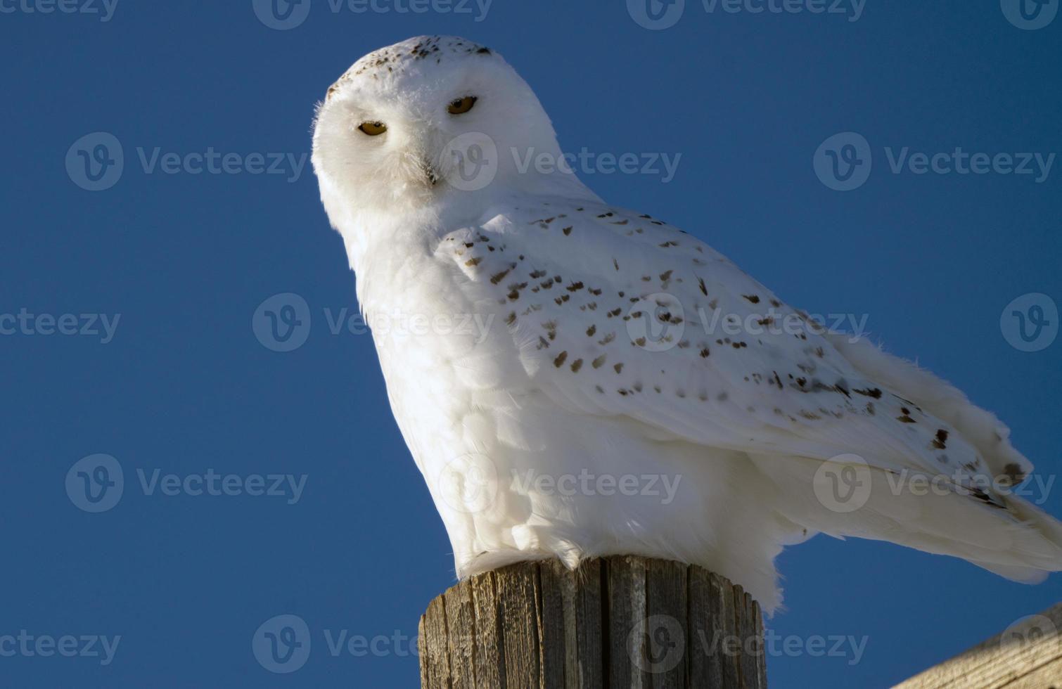 Snowy Owl in Winter photo