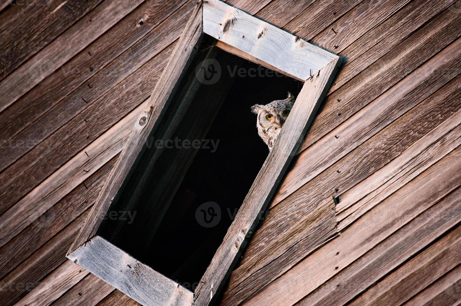 Great Horned Owl photo