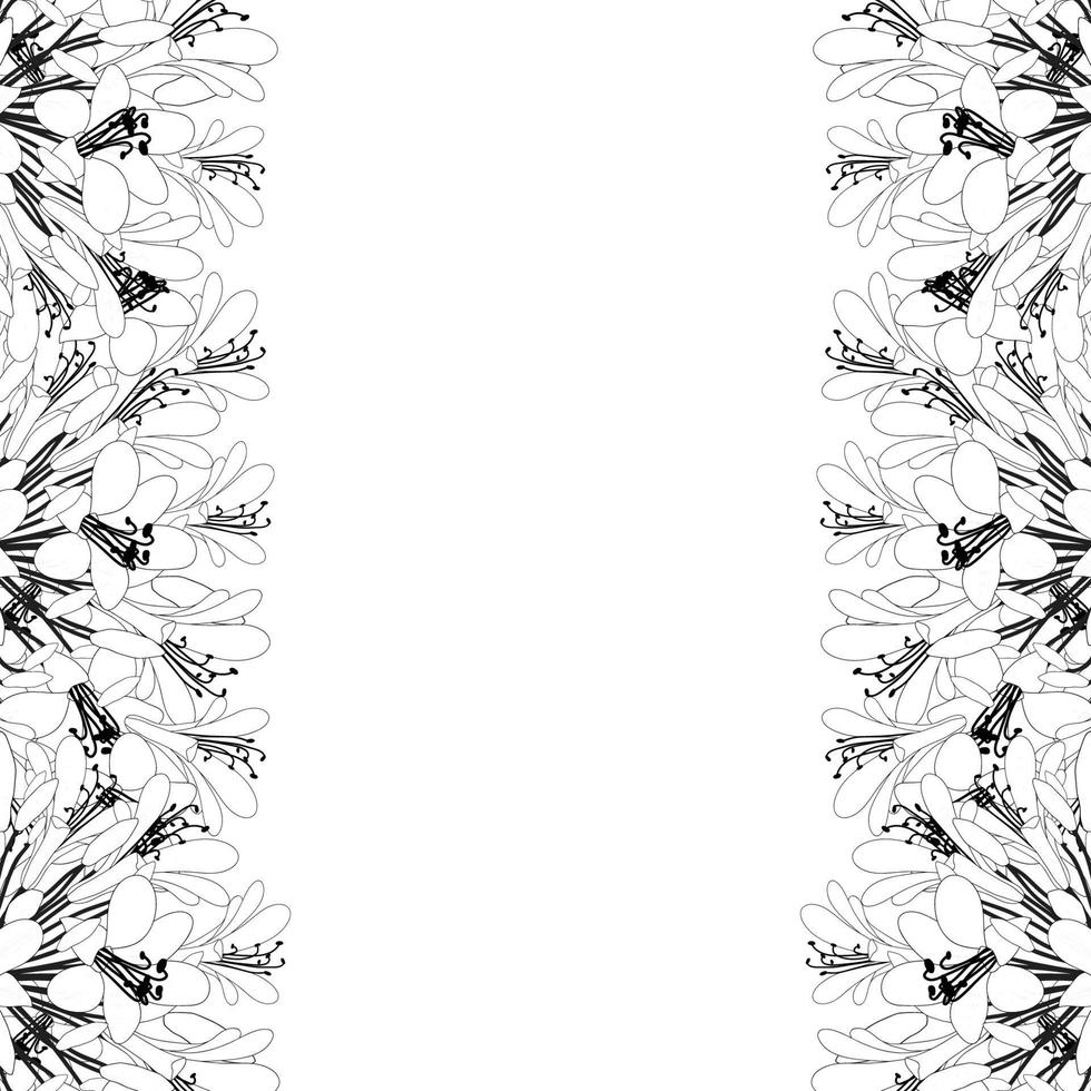 Agapanthus Outline Border - Lily of the Nile, African Lily vector