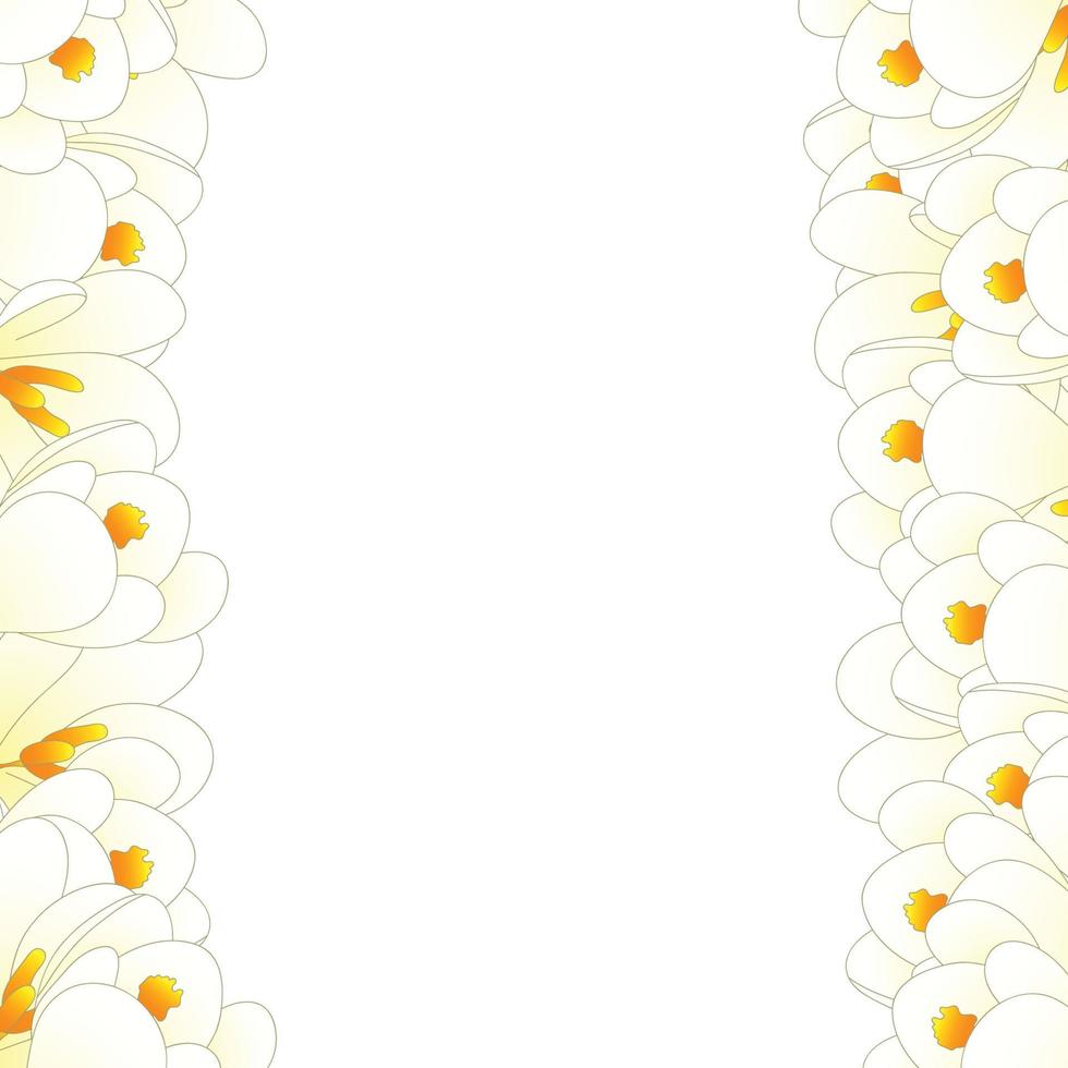 borde de flor de azafrán blanco vector