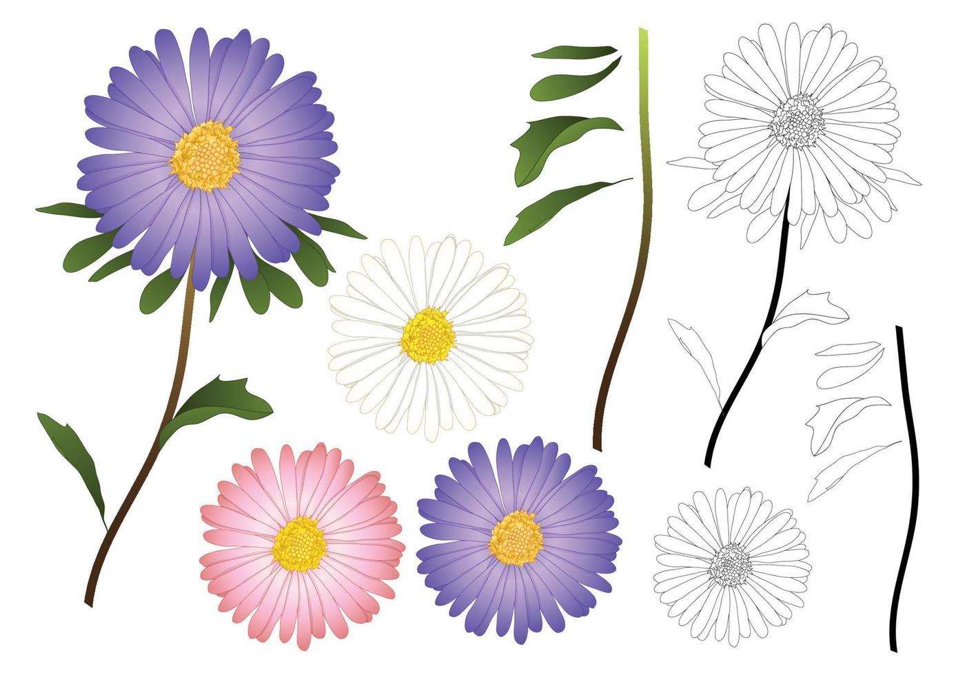 contorno de aster rosa y blanco púrpura vector