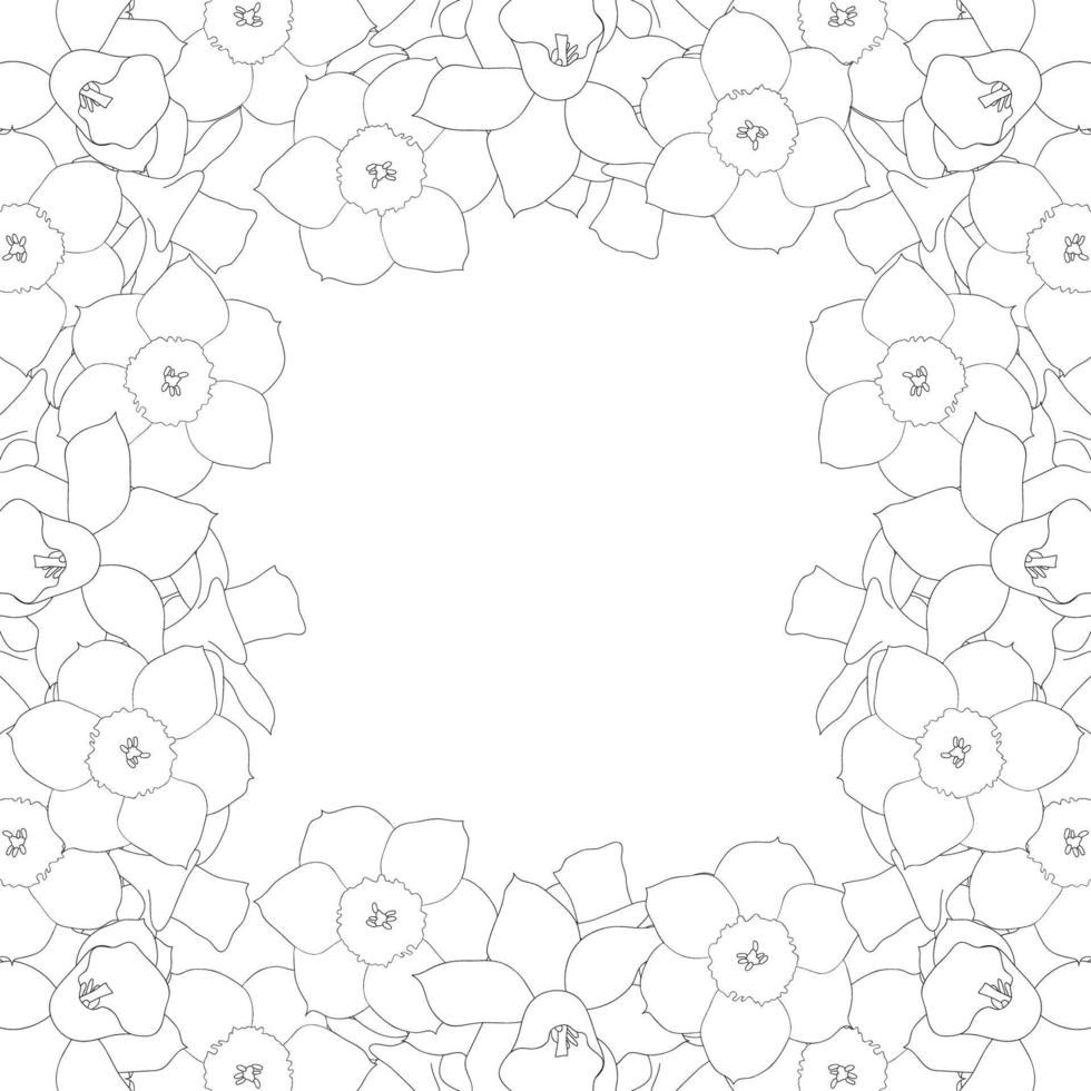 Daffodill - Narcissus Outline Border on White Background2 vector