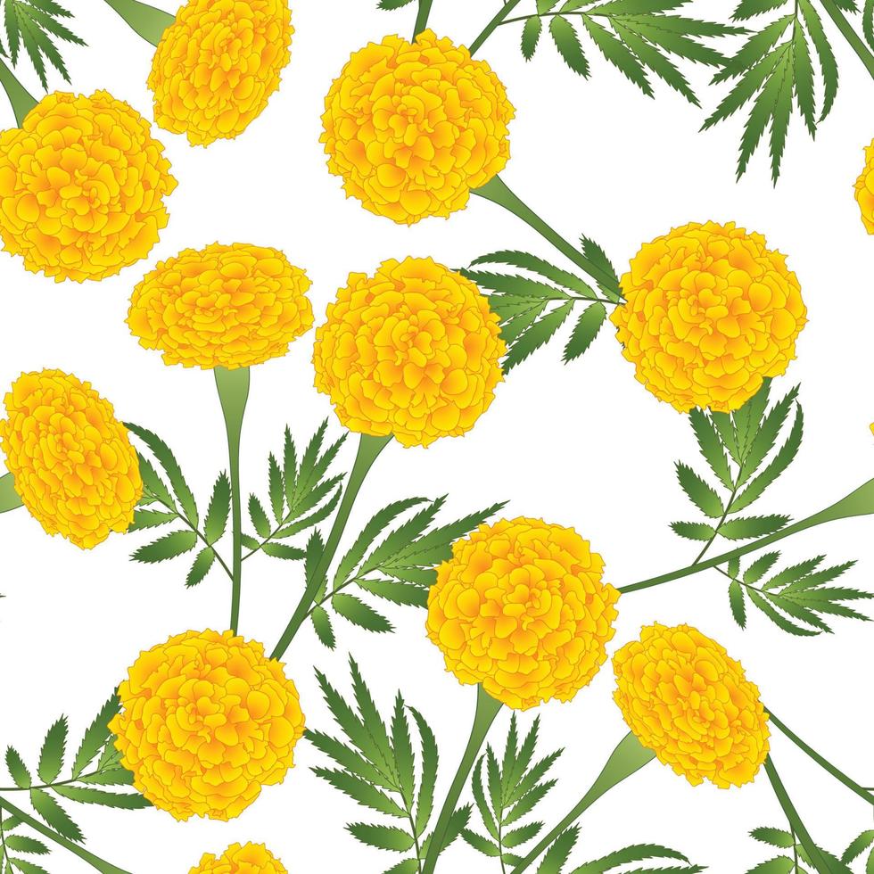 Yellow Marigold on White Background vector