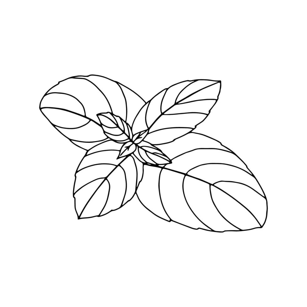 Basil outline drawing Isolated on white background Hand drawn drawing Grass spice leaves .For packaging interior design .Black and white image.Vector vector