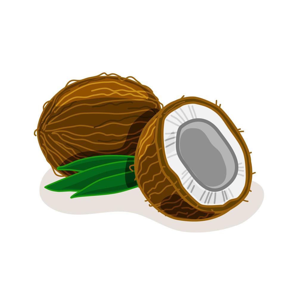 Vector illustration of a coconut on a white isolated background. A whole coconut and a half.