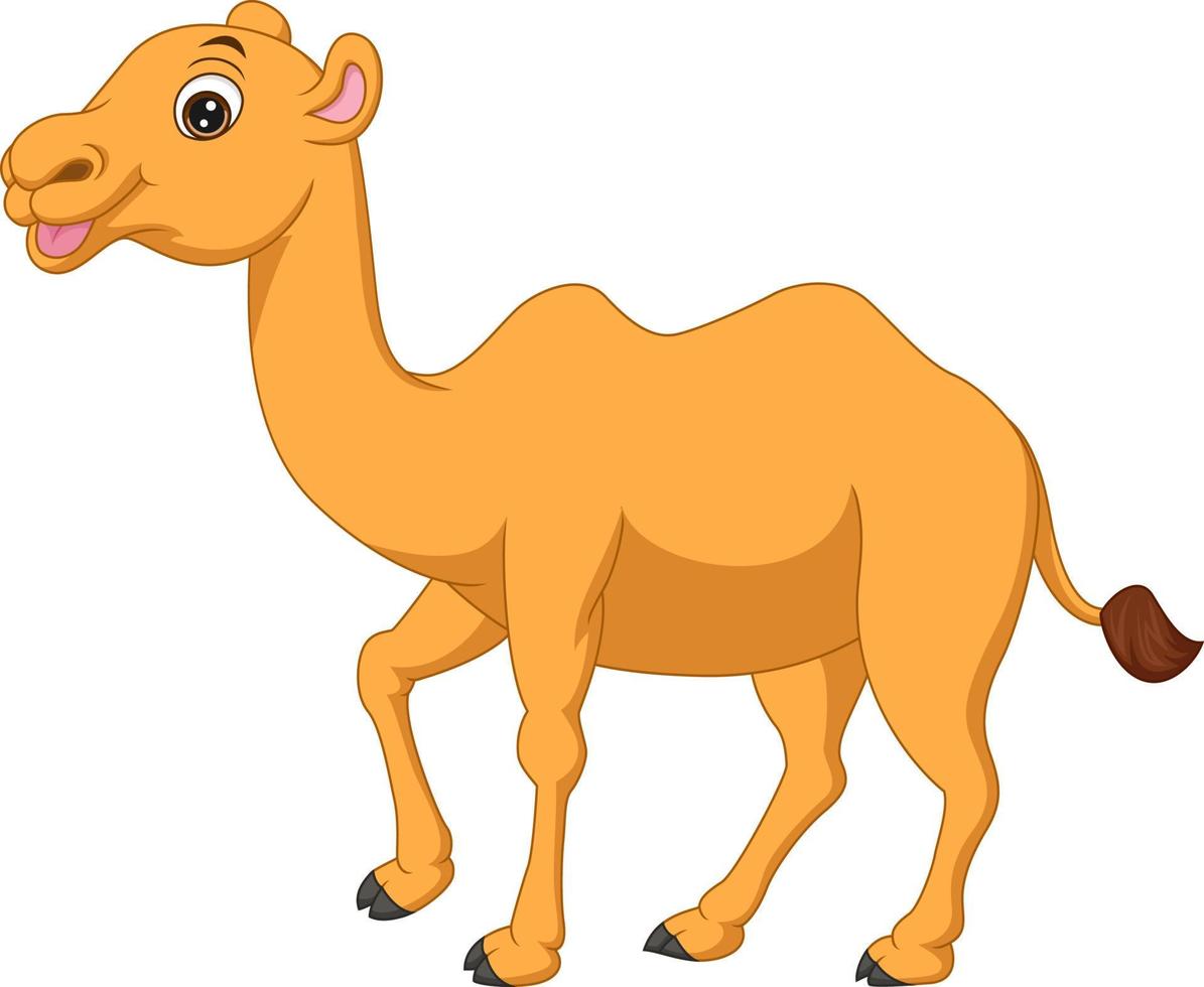 Cute camel cartoon on white background vector