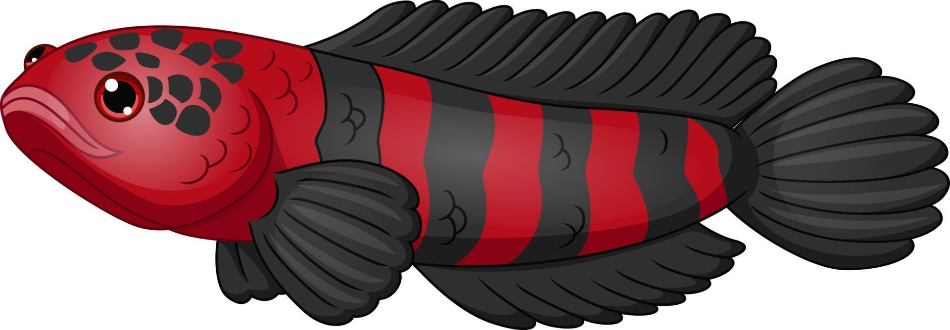 Cartoon red and black fish channa vector