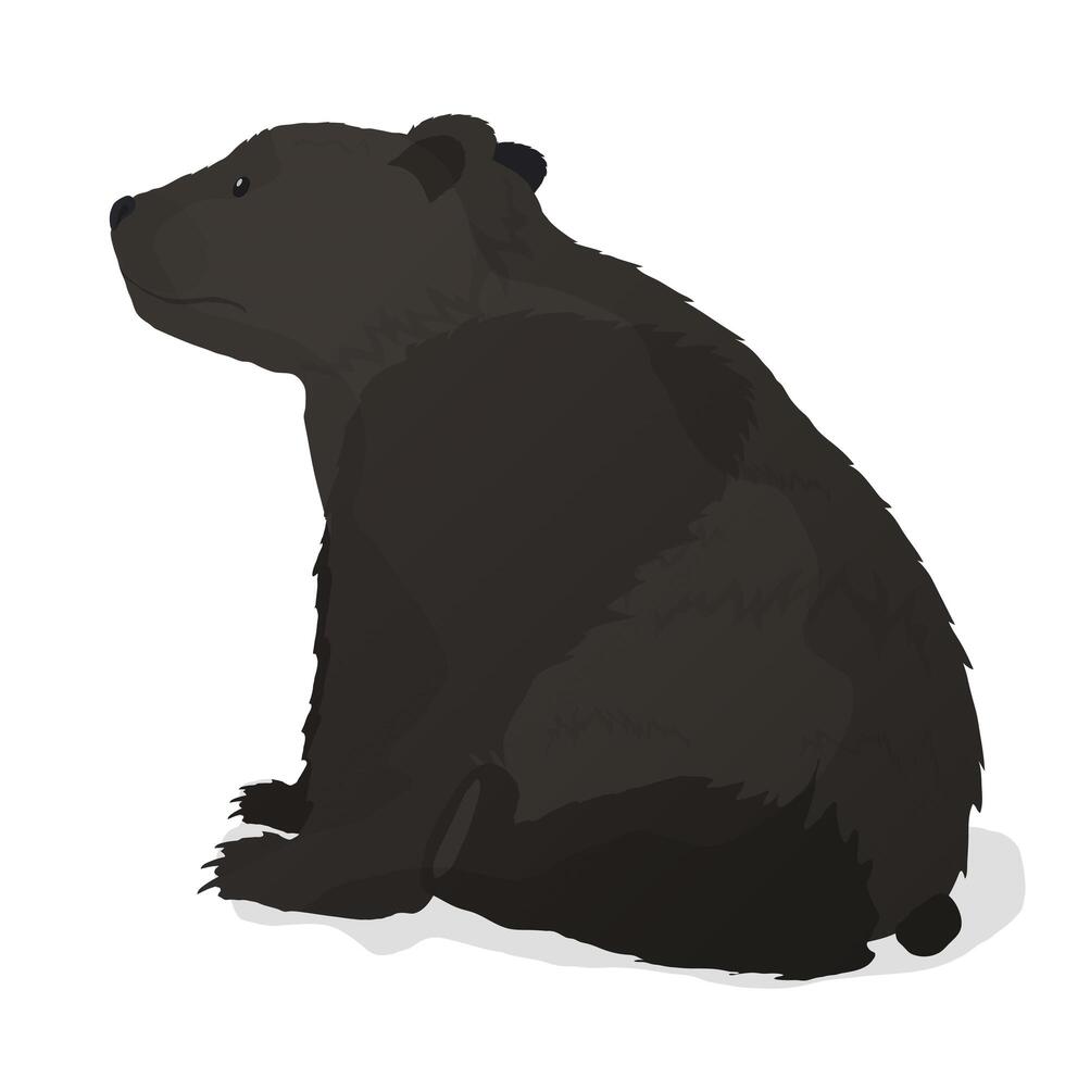 vector de oso pardo. el oso se sienta aislado en un fondo blanco.