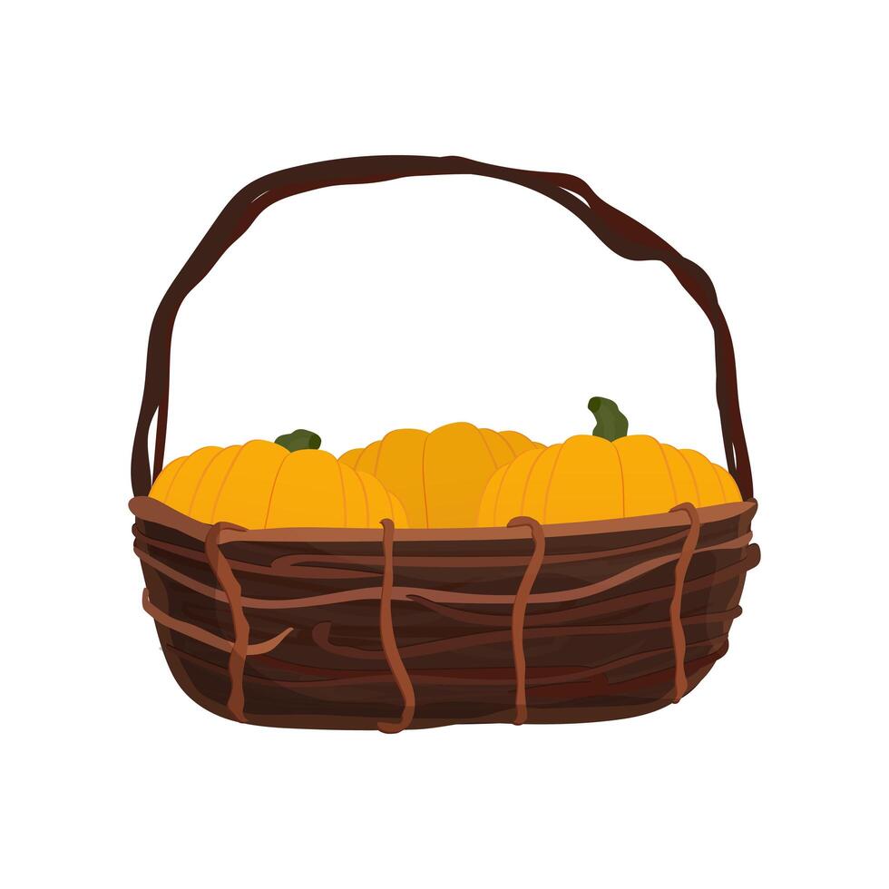 Large basket with pumpkins. Wicker basket. Pumpkins. Good for design on the theme of Halloween, Isolated. Vetkor. vector