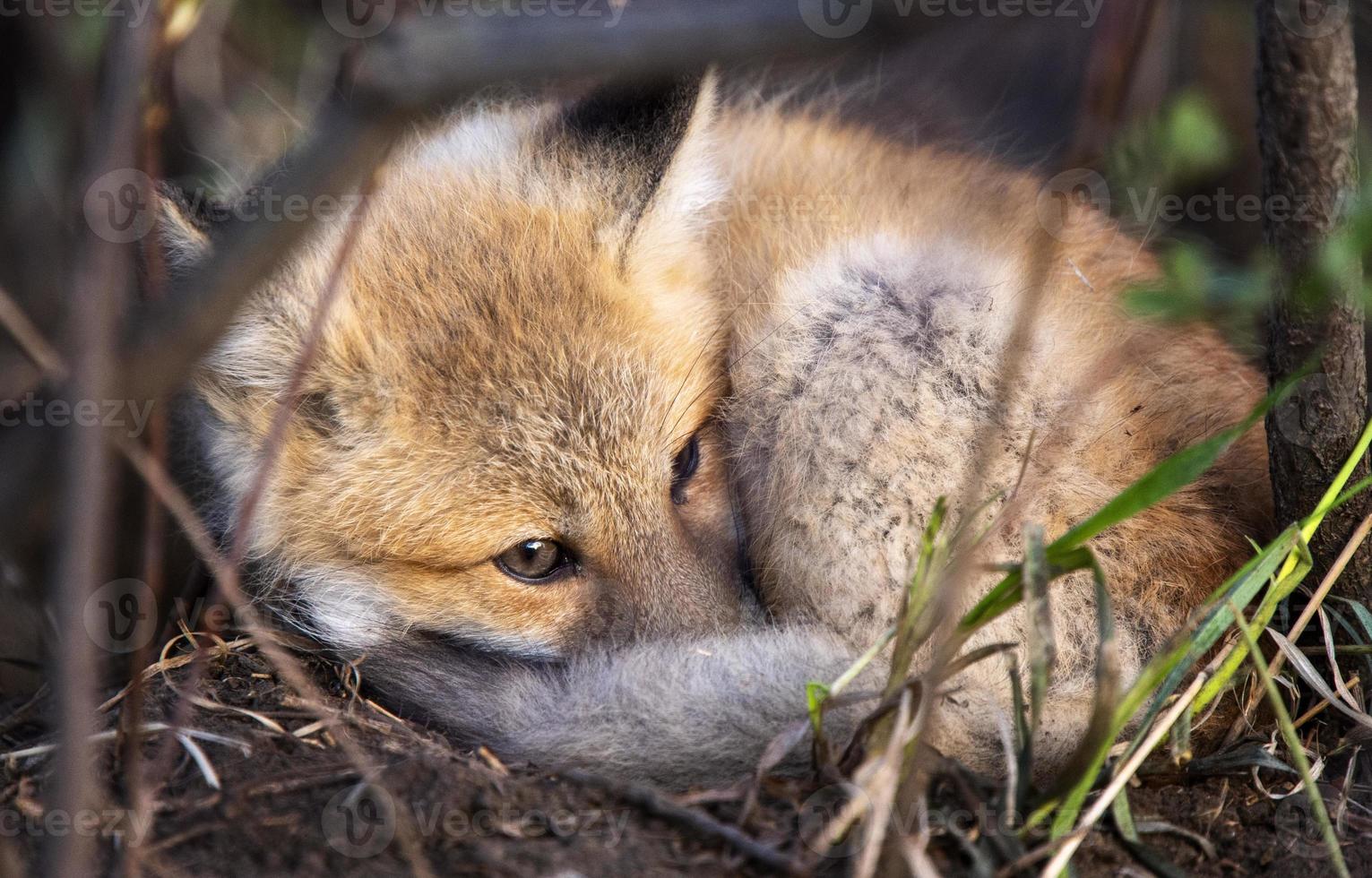 Fox laying  from Den photo