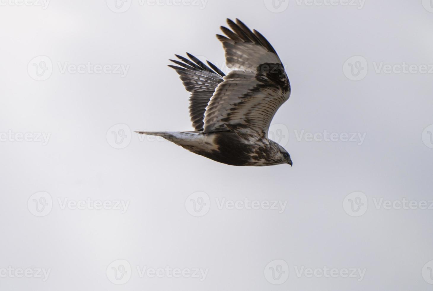 Rough legged Hawk in Saskatchewan photo