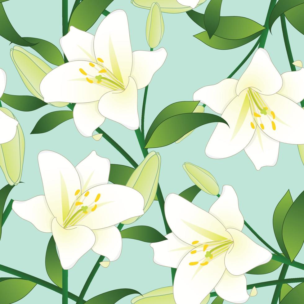 Lilium candidum, the Madonna lily or White Lily on Green Mint Background. Vector Illustration