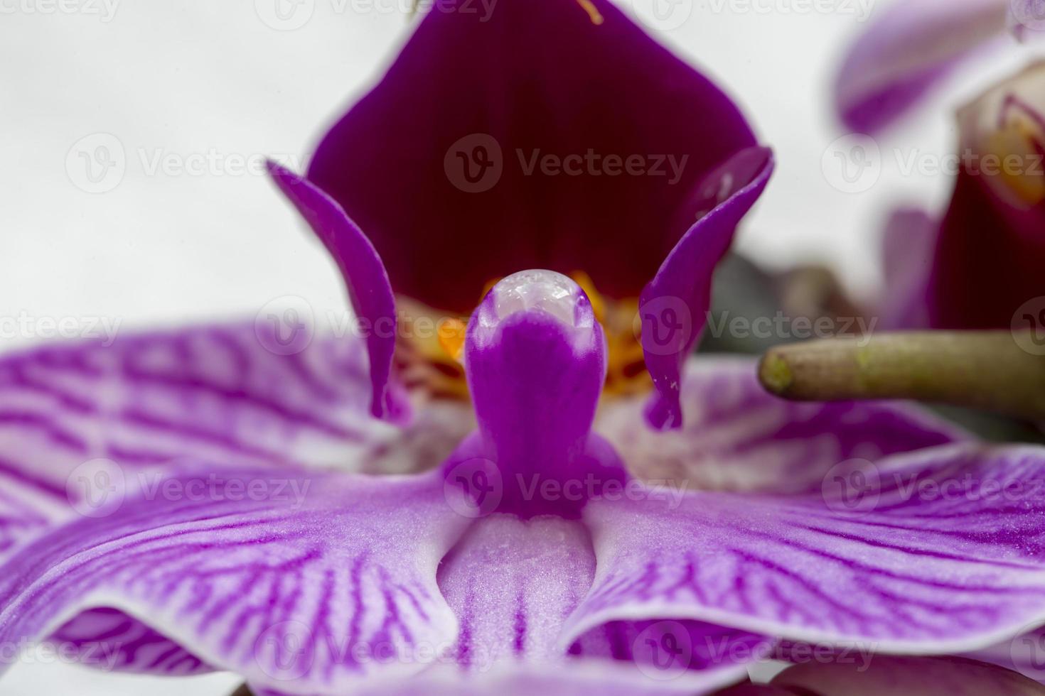 Pink Flower Iris photo