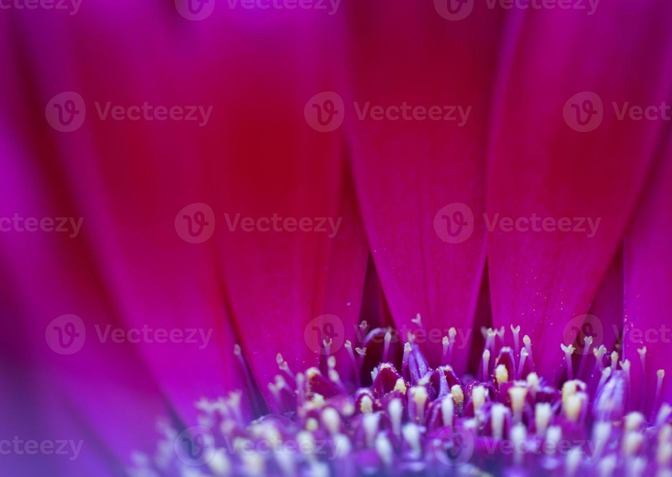 Pink Flower Iris photo