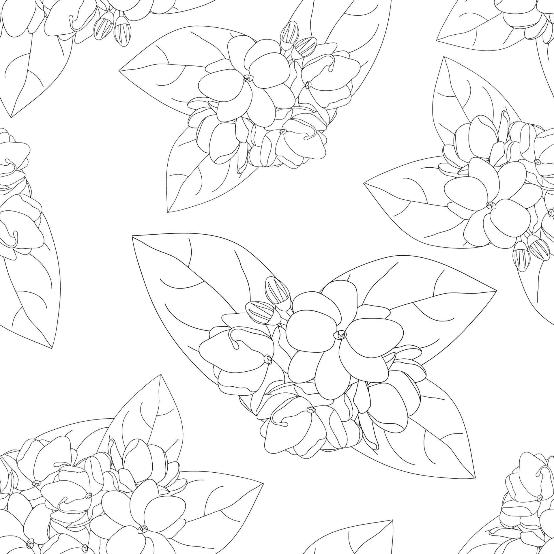 Arabian Jasmine on White Background 5118717 Vector Art at Vecteezy