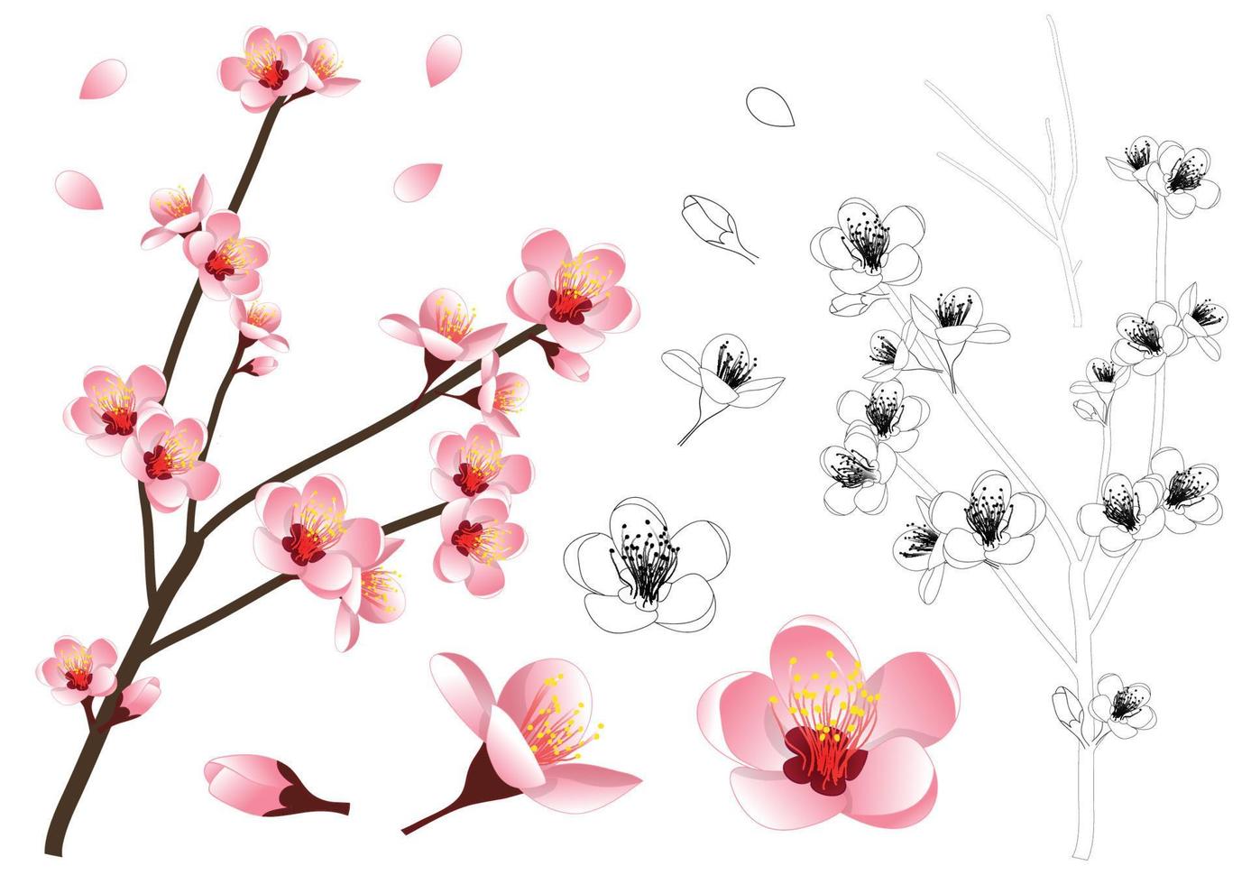 Momo Peach Flower Outline vector