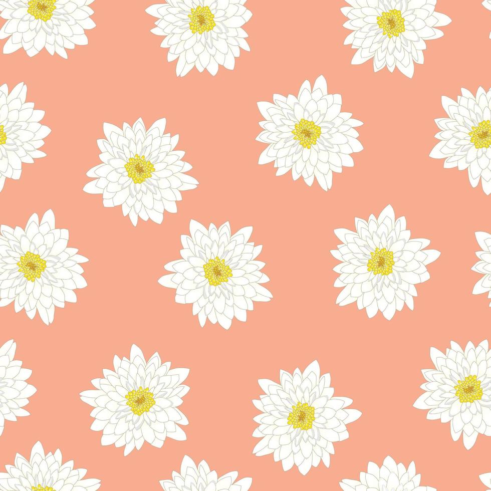 White Chrysanthemum on Pink Peach Background vector