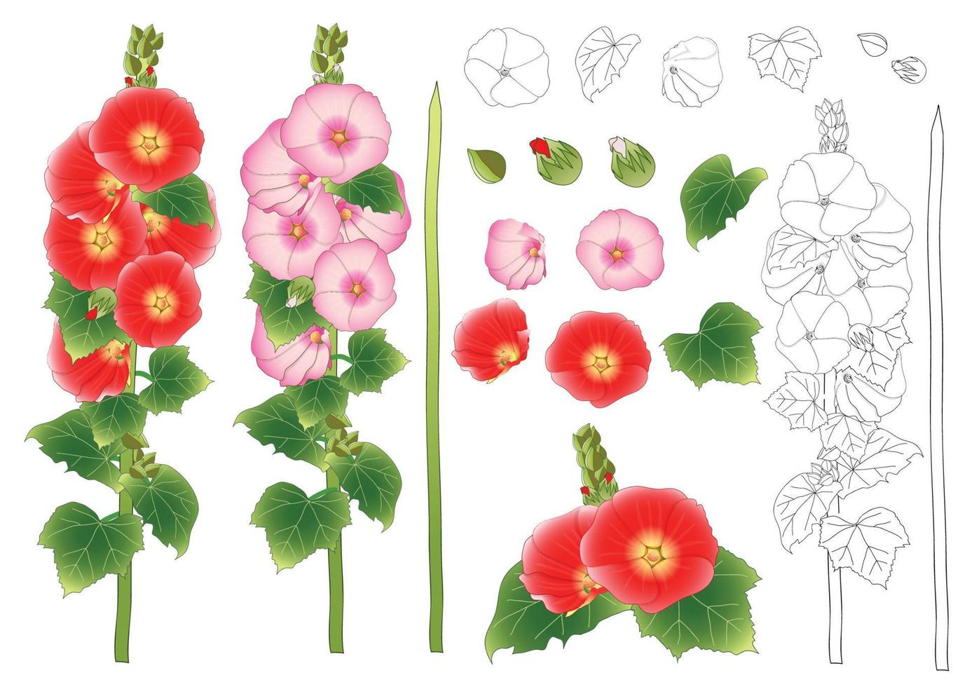 Alcea Rosea Outline  - hollyhocks, Aoi in the mallow family Malvaceae. vector