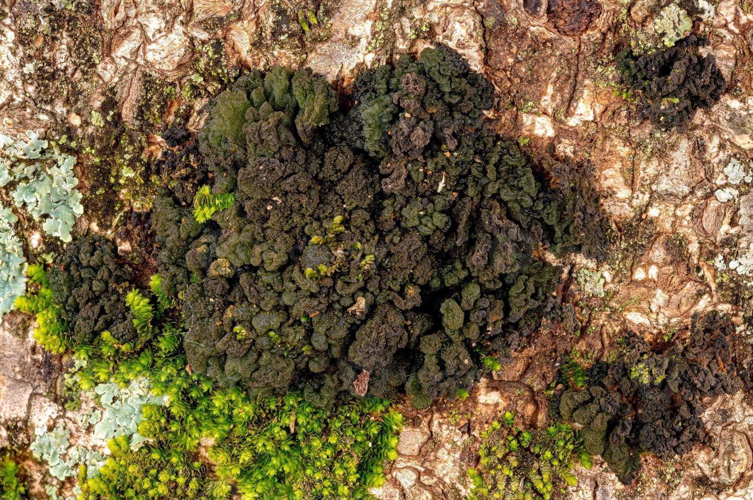 Small Green Lichen texture photo