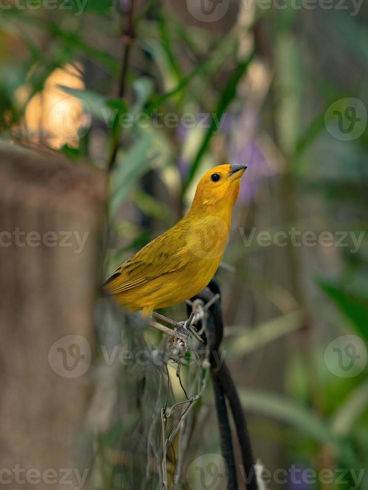 Saffron Finch Bird photo