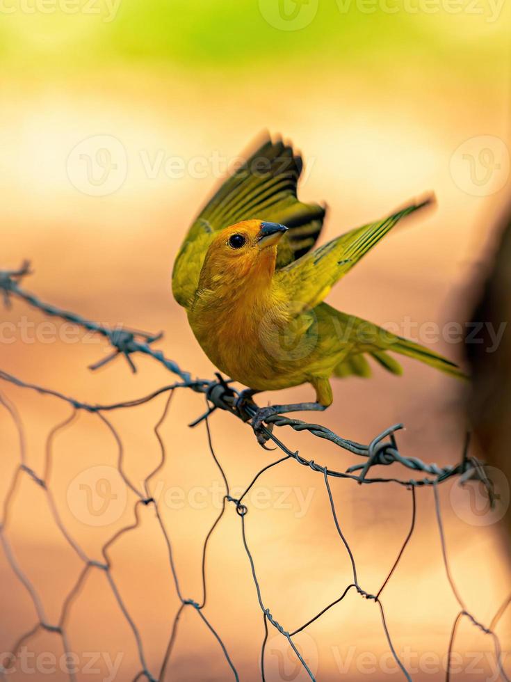 Saffron Finch Bird photo