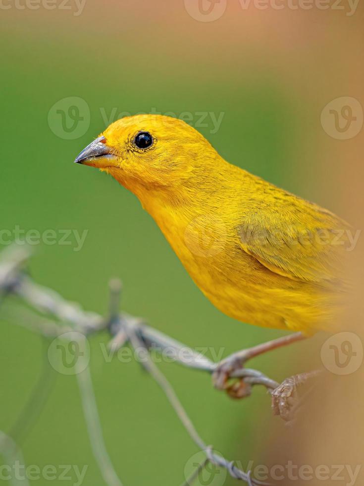 pájaro pinzón azafrán foto