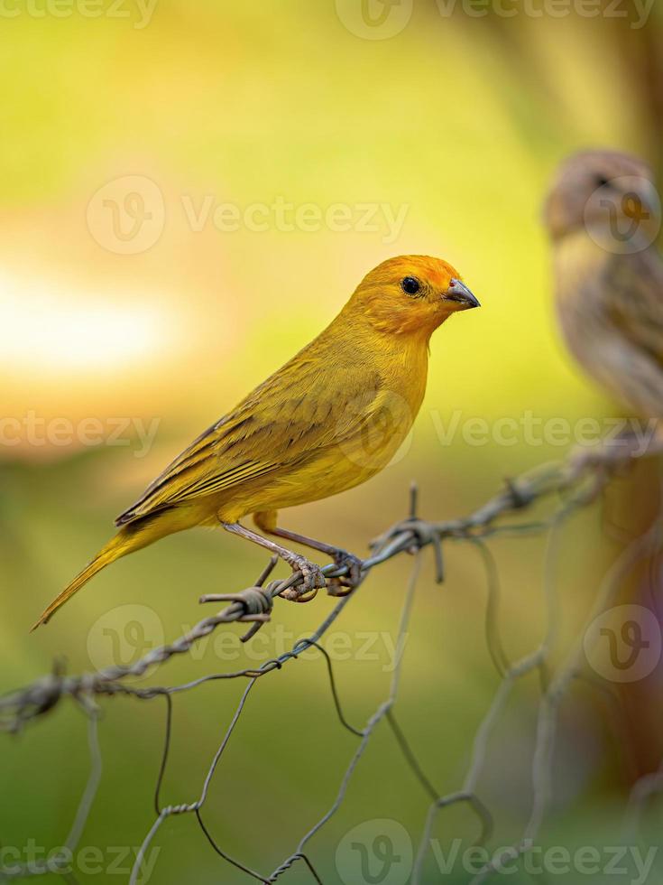 Saffron Finch Bird photo