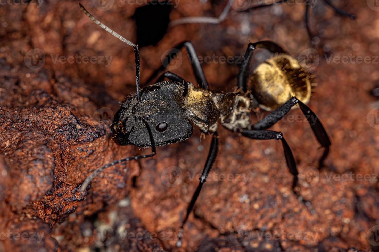 hembra adulta brillante hormiga de azúcar dorada foto