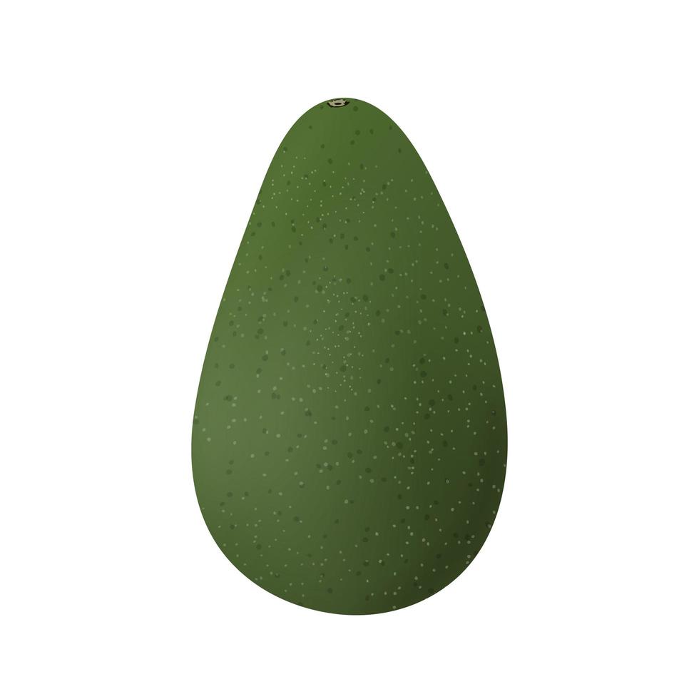 aguacate vectorial realista. aguacate verde aislado en un fondo blanco. vector