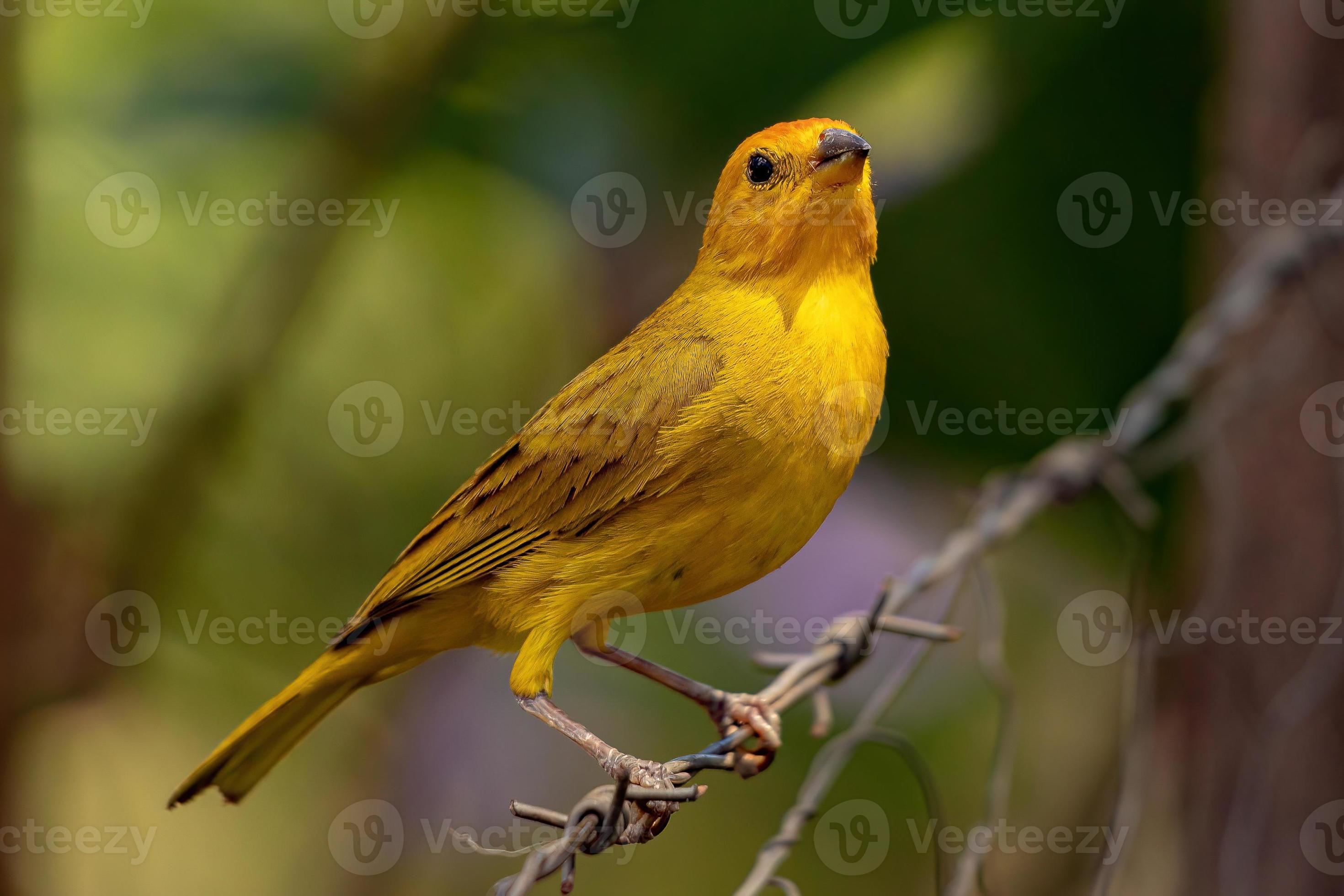 Saffron Finch Bird 5119774 Stock Photo at Vecteezy