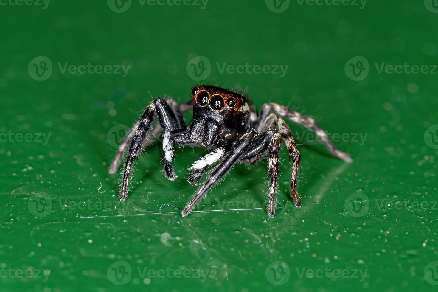 Adult Male Adanson House Jumping Spider photo