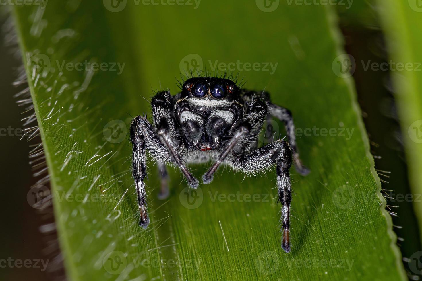 Small Jumping Spider photo