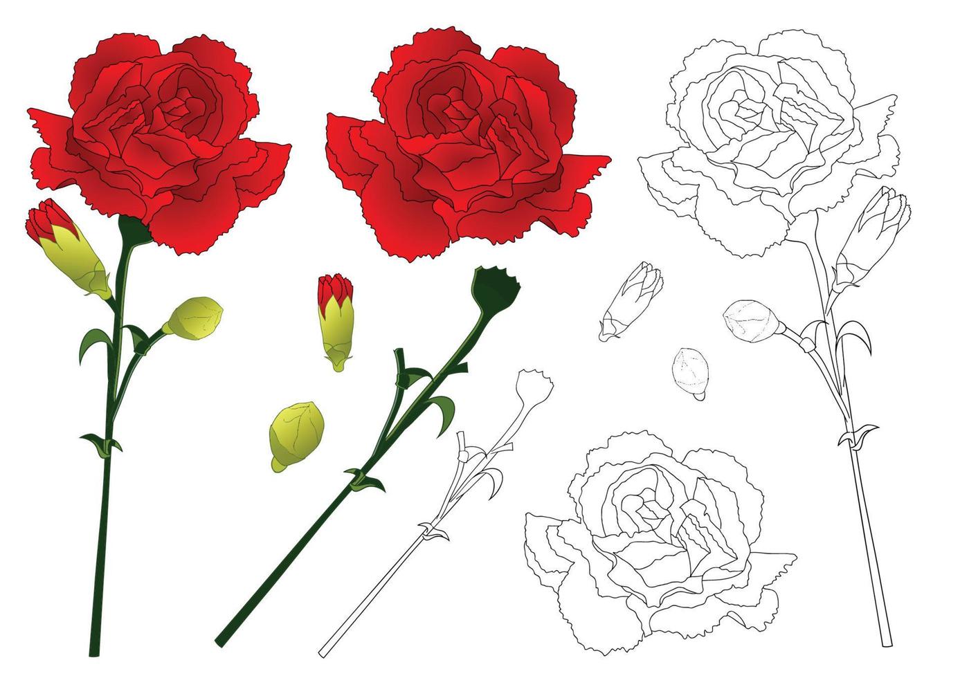 Red Carnation Flower Vector Illustration.