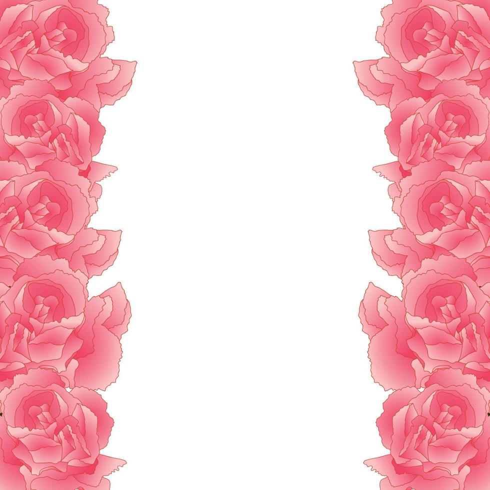 Pink Carnation Flower Border, Dianthus caryophyllus vector