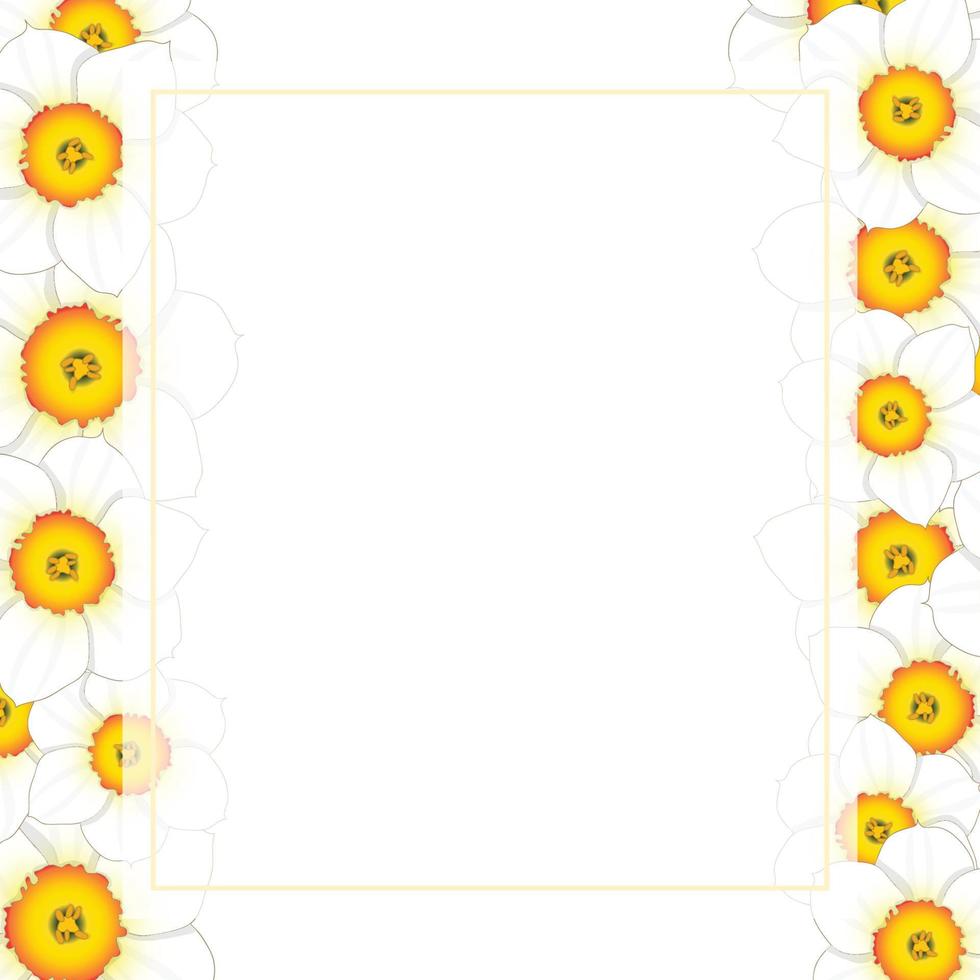 White Daffodil - Narcissus Flower Banner Card Border vector