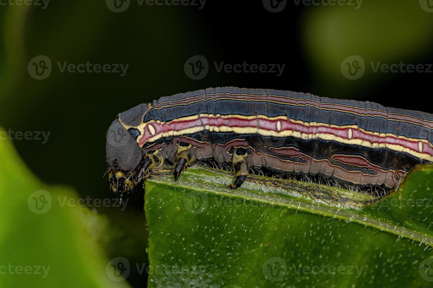 macroglosina esfinge polilla oruga foto