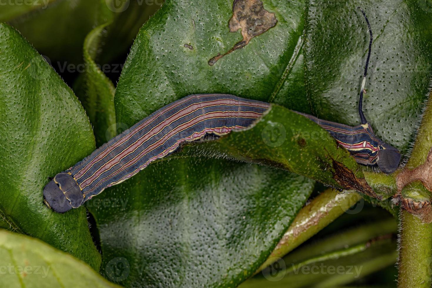 Macroglossine Sphinx Moth Caterpillar photo