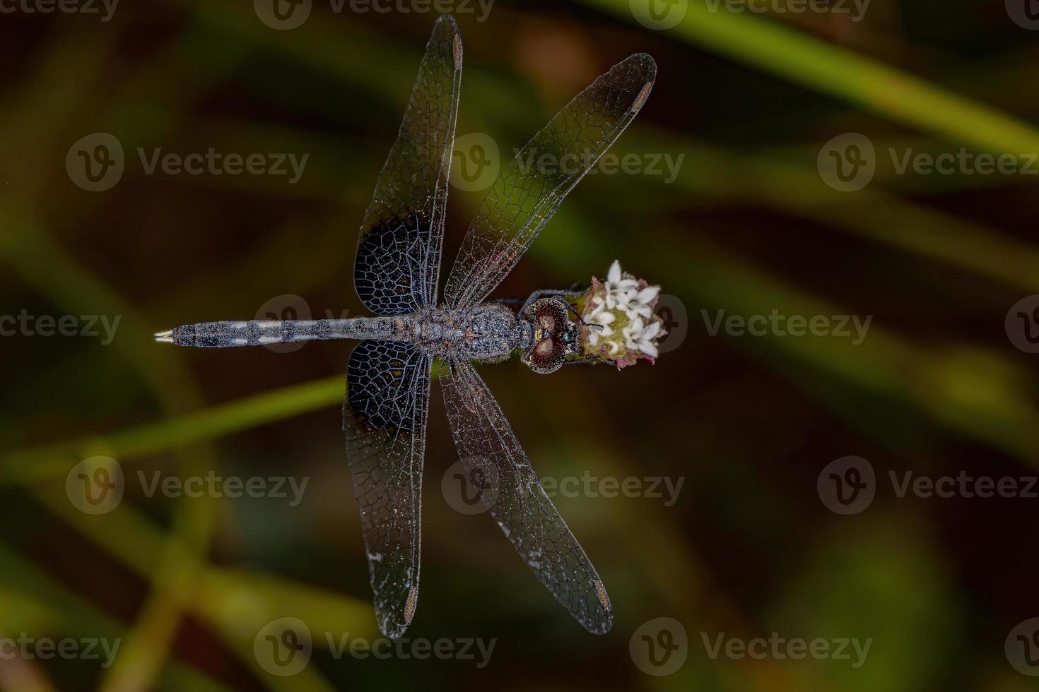 insecto libélula adulto foto