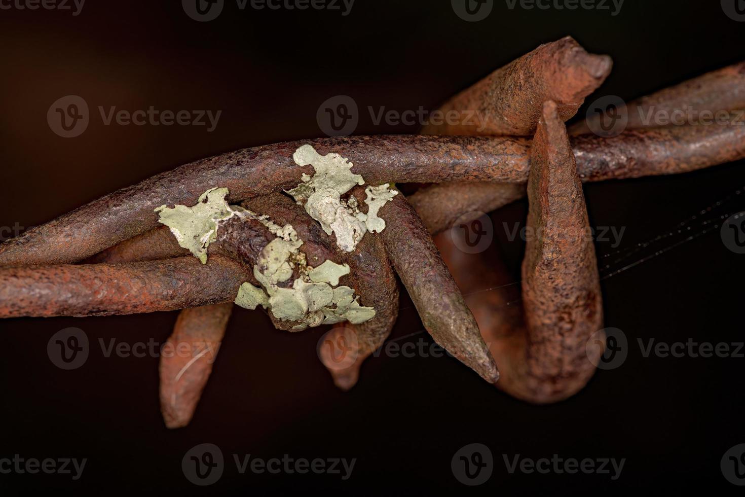 Small Shield Lichen photo